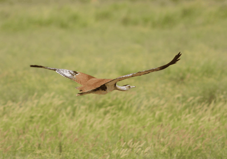 untitled design(244)